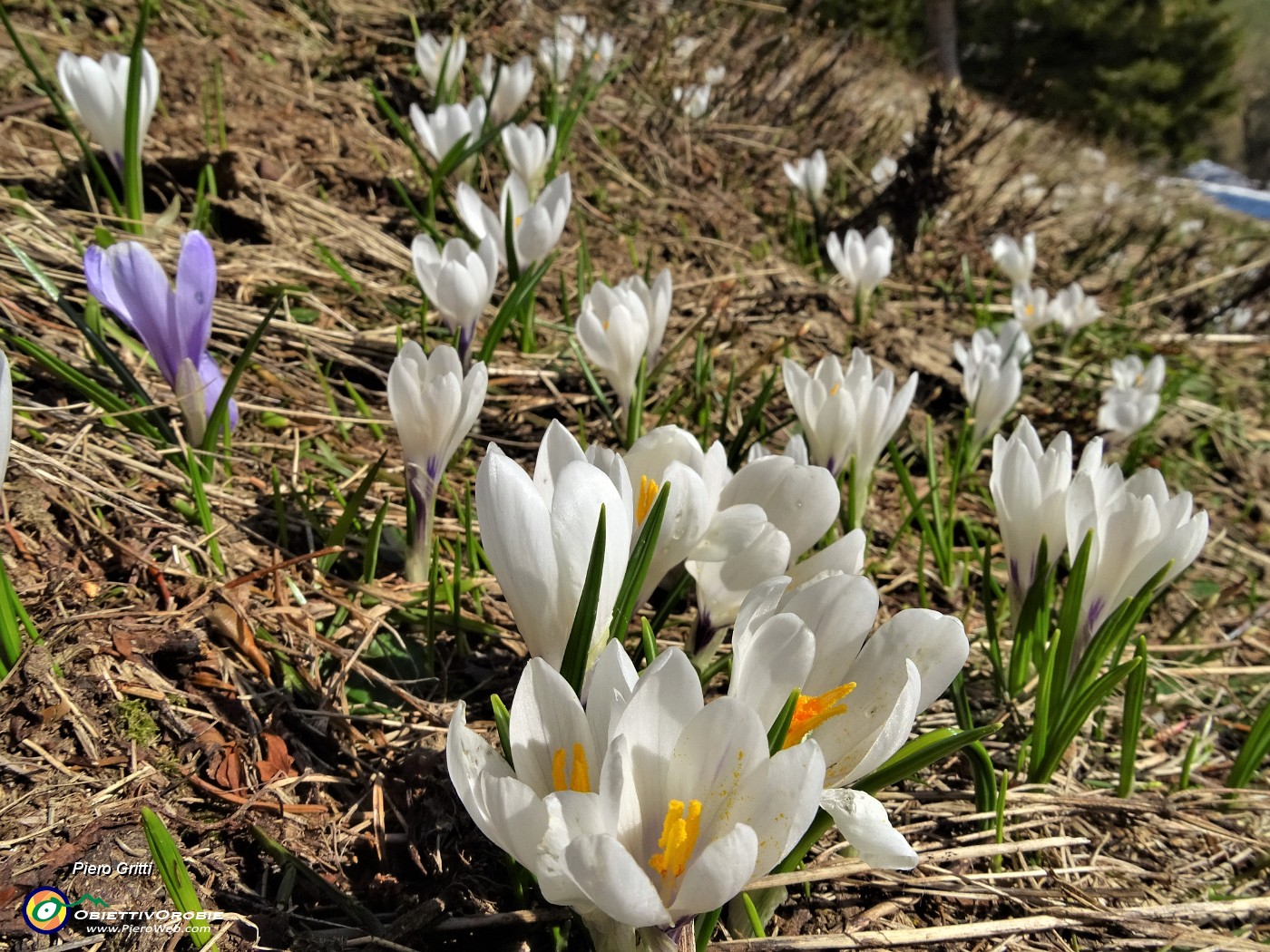 16 Bianchi fiori di Crocus vernus (Zafferano maggiore) crescono appena la neve si scioglie.JPG